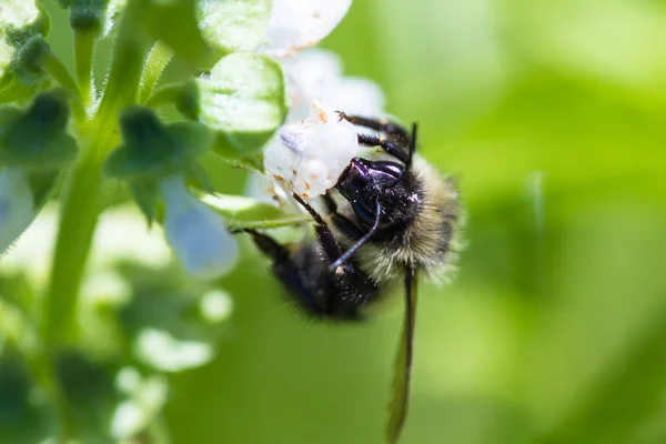 Bij op een bloem — Stockfoto