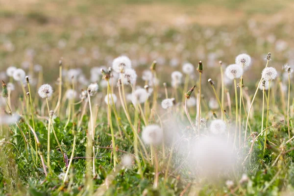 Dandelions in the yard — Stock Photo, Image