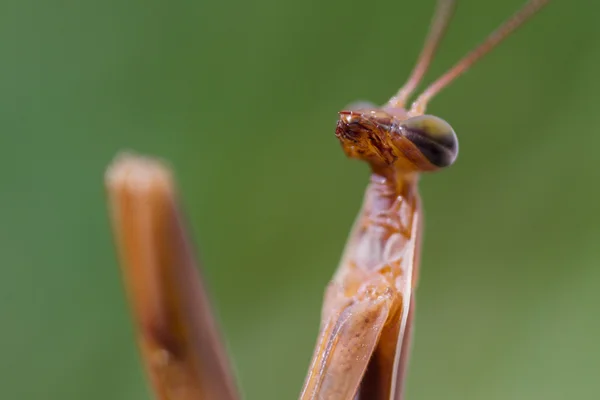 Mantis macros rezando — Foto de Stock