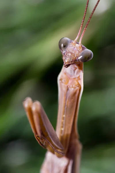 Praying Mantis macro — Stock Photo, Image