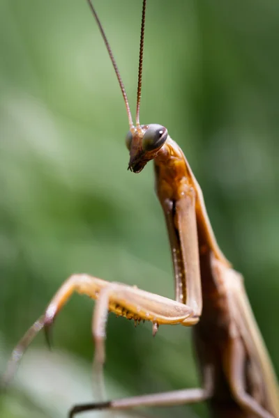 Mantis macros rezando — Foto de Stock