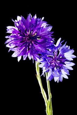 Bekarlığa veda düğmesini kapatmak