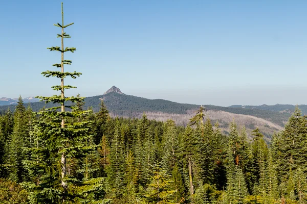 Alter Waldbrand — Stockfoto