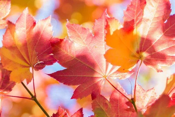 Осень в красном — стоковое фото