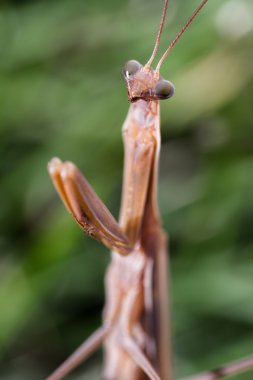 peygamber devesi makro