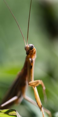 peygamber devesi makro