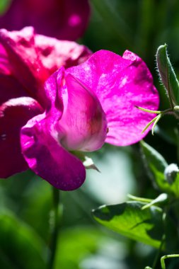 tatlı bezelyem bloom