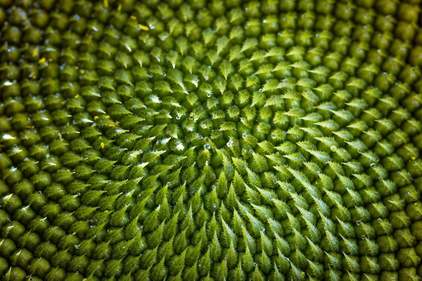 Bonito girassol close-up — Fotografia de Stock