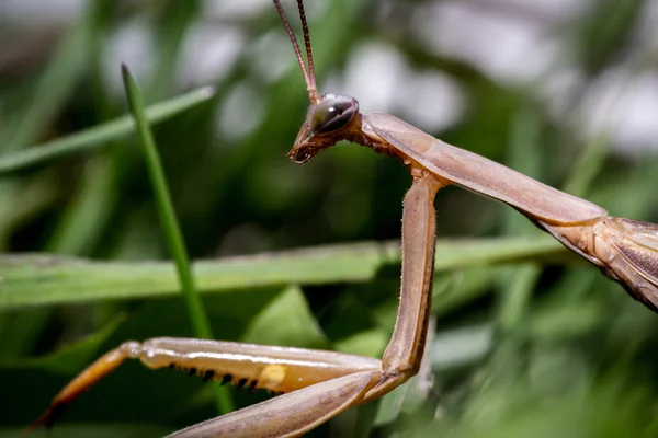 Mantis macros rezando — Foto de Stock