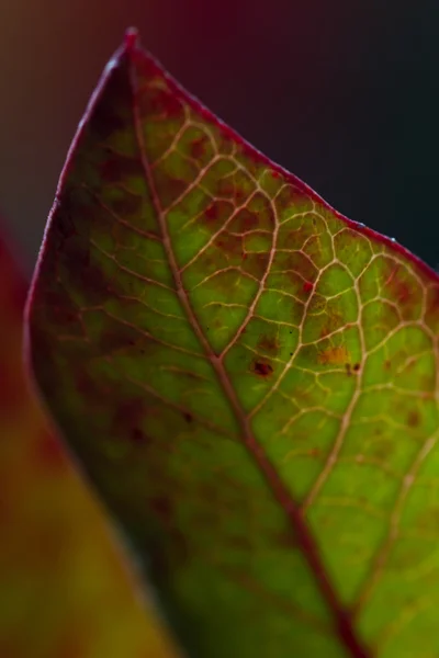 Detailaufnahme Blatt — Stockfoto