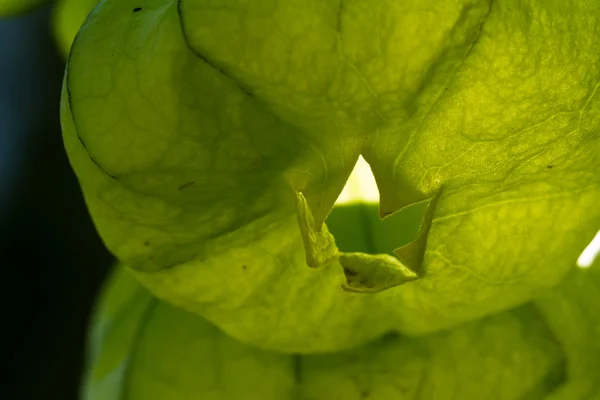 Dettaglio tomatillo macro — Foto Stock