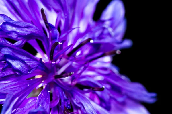 Bachelor button closeup — Stock Photo, Image