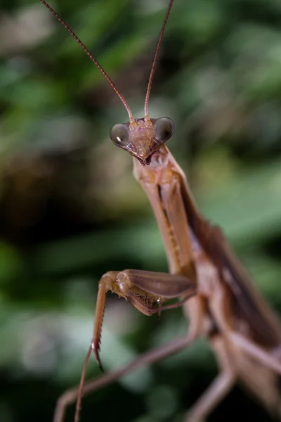 Mantis macros rezando — Foto de Stock