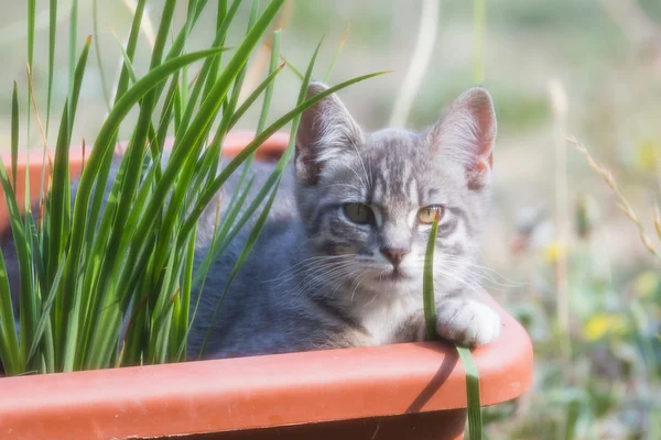 Gatinho selvagem bonito — Fotografia de Stock