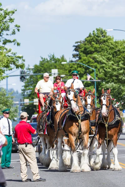 Budweiser Clydesdales in Coeur d' Alene, Idaho — Stockfoto