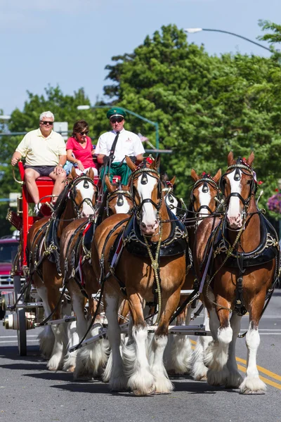 Budweiser Clydesdales in Coeur d' Alene, Idaho — Stockfoto
