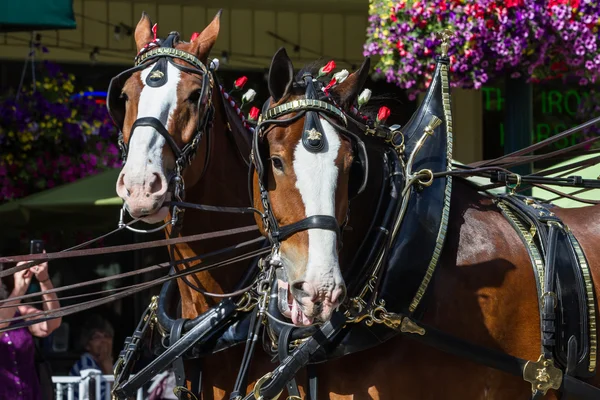 Budweiser Clydesdales in Coeur d' Alene, Idaho — Stockfoto