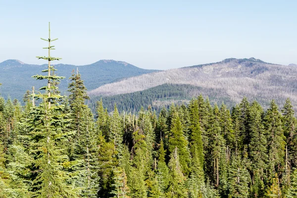 Old forest fire — Stock Photo, Image