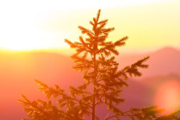 Duoglas fir at sunset — Stock Photo, Image