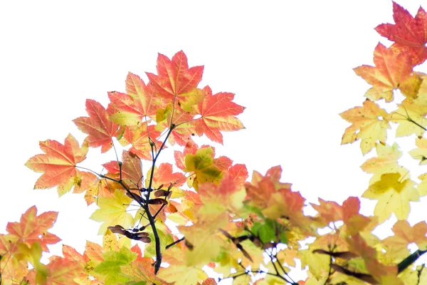 カラフルな紅葉 — ストック写真