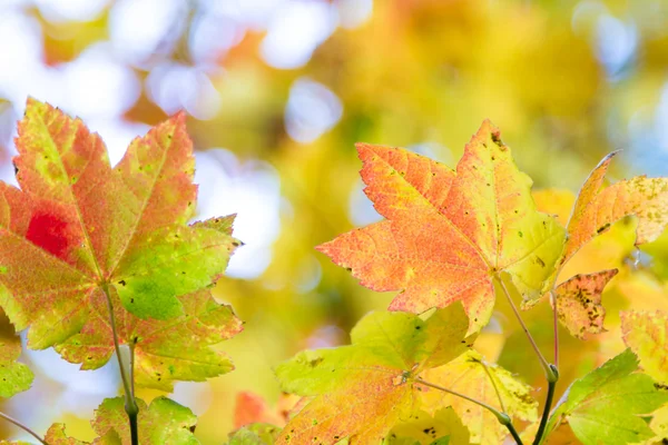 Kleurrijke herfstbladeren — Stockfoto