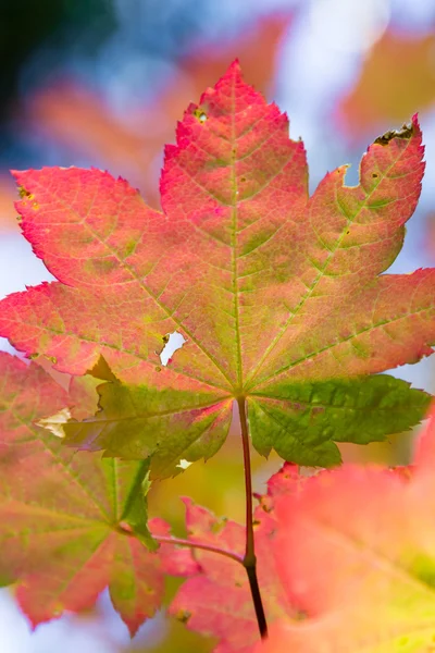 Kleurrijke herfstbladeren — Stockfoto