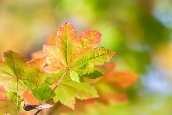 Kleurrijke herfstbladeren — Stockfoto