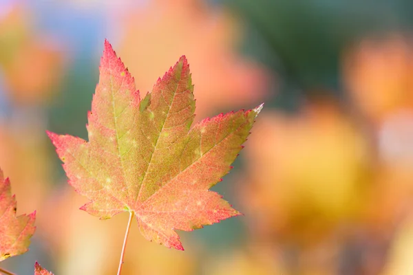 Kleurrijke herfstbladeren — Stockfoto