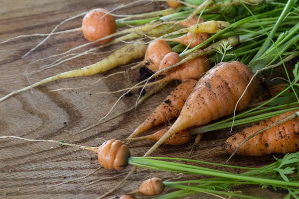 Petites carottes fraîches — Photo