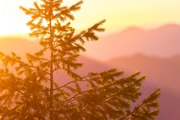 Abete di Duoglas al tramonto — Foto Stock