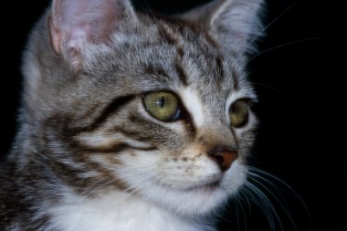 vahşi kedi closeup