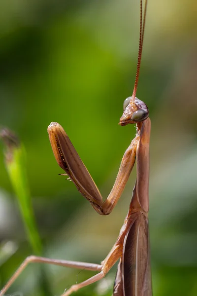 Primeros planos de la mantis orante — Foto de Stock