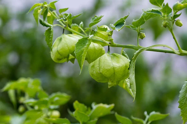 Green tomatillos on the vine — Stock Photo, Image
