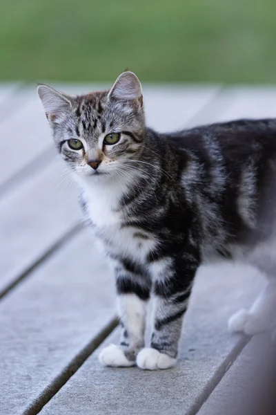 Outdoor kitten closeup — Stock Photo, Image