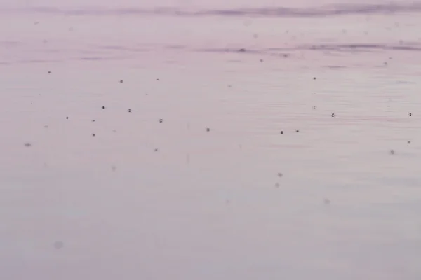 Mosquitoes on the lake — Stock Photo, Image