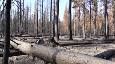 Bir vahşi yangından sonra orman