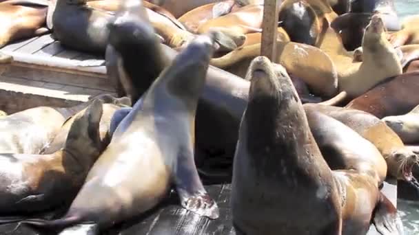 California Sea Lions en un estado de ánimo juguetón — Vídeos de Stock