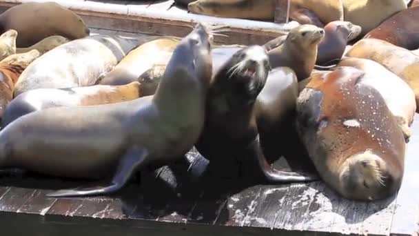 Leões do Mar da Califórnia em um humor brincalhão — Vídeo de Stock