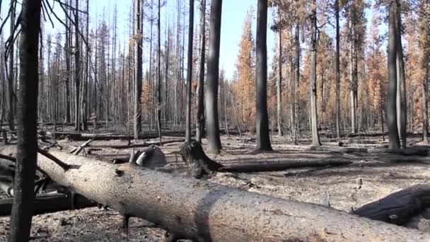 野生の火の後で森林 — ストック動画