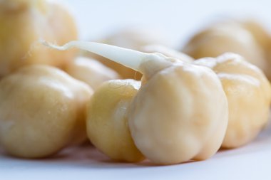 ham filizlenmiş nohut 