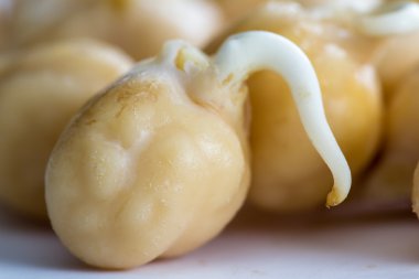 ham filizlenmiş nohut 