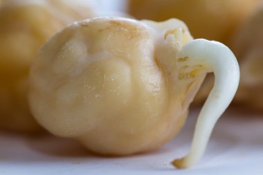 ham filizlenmiş nohut 