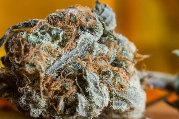 Cannabis Indica Bud (för medicinska ändamål) — Stockfoto