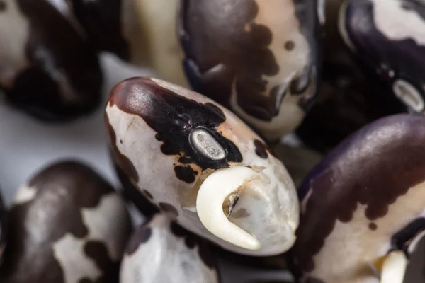 Feijões de orca germinados — Fotografia de Stock