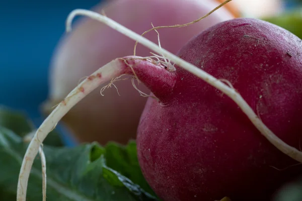 Świeżych surowców organicznych rzodkiewka — Zdjęcie stockowe