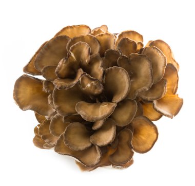 Organic Maitake Mushroom clipart
