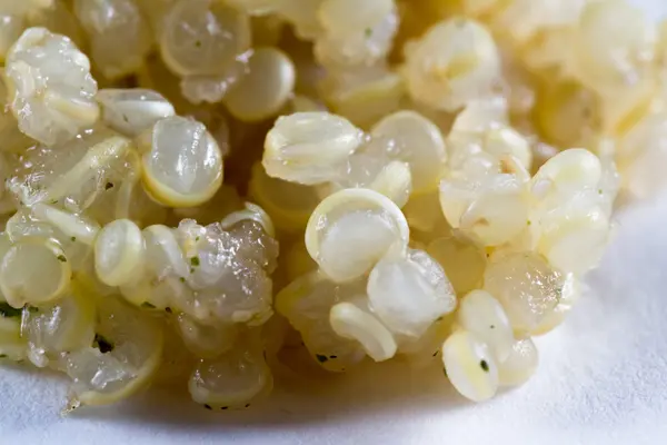 Gekochte gekeimte Quinoa — Stockfoto