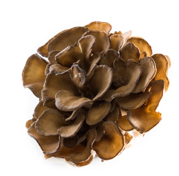 Organic Maitake Mushroom — Stock Photo, Image