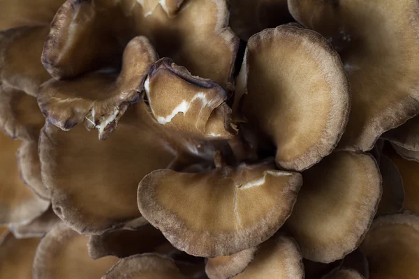 Organic Maitake Mushroom — Stock Photo, Image
