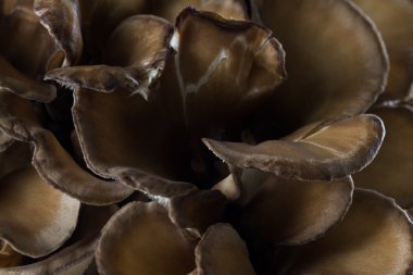 Organik Matsutake mantar